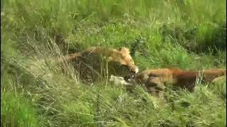 lioness from Maasai mara fighting over a small moving sausagepumba [upl. by Schulze]