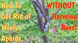 How To Get Rid of Woolly Aphids WITHOUT Hurting Bees [upl. by Launcelot]