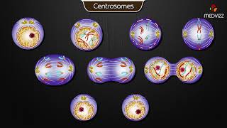 Centrosomes  Animated cell physiology [upl. by Hachman]