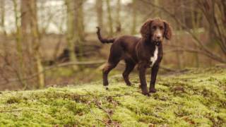 Working Cocker Spaniel Puppy [upl. by Ennairac509]