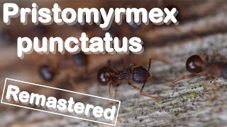 Ant care species guide 3 Remastered  Pristomyrmex punctatus [upl. by Materi180]