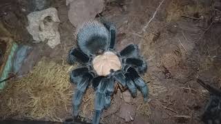 Brachypelma Albiceps  Mexican Golden Red Rump tarantula exotic exoinusara spider asmr feeding [upl. by Rosalinde]