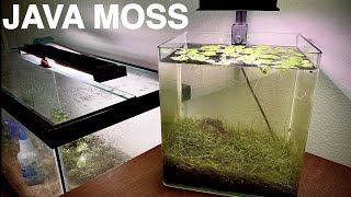 How to Grow Java Moss in Your Planted Aquarium [upl. by Hgiellek]