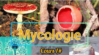 Mycologie  cours 1 [upl. by Anazus]