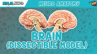 Anatomy of the Brain  Dissectible Model [upl. by Rainah]