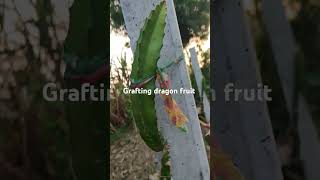 Grafting dragon fruit dragonfruit farming tranding viralvideos shortvideos shimarfarming [upl. by Babby]