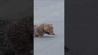 Leopard teaches cubs how to cross the road 😍 [upl. by Argyle]