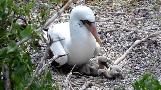 Nazca Booby Pushing Sibling Out of Nest [upl. by O'Neil81]