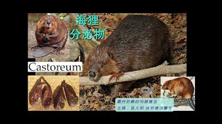 《靈丹妙藥的同類療法》 EP226  海狸分泌物 Castoreum Canadense [upl. by Gotthelf]