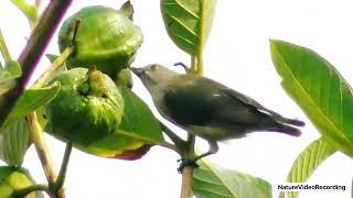 Beautiful Thick Billed Flowerpecker Bird [upl. by Mali]