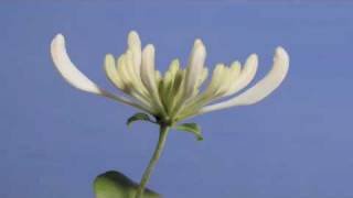 Lonicera periclymenum Belgica flower timelapse [upl. by Roshelle75]