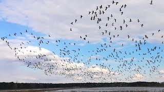 Flock of birds flying in shape  formation of a giant bird [upl. by Gnav]