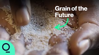 This DroughtResistant Grain Could Feed a Warmer World [upl. by Yalonda]