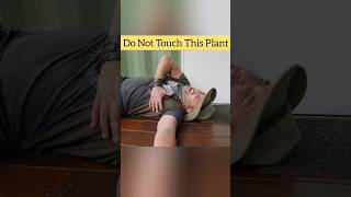 Do Not Touch This Plant ❌  Gympie Gympie Plant shorts facts youtubeshorts [upl. by Ynnhoj]