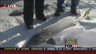 Sturgeon Spearing opener 2015 [upl. by Anuahsal]