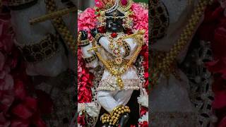 Kali kamali wala mera yaar ha 🚩🙏krishna radhakrishna vrindavan shorts ytshorts shortsfeed new [upl. by Coad]