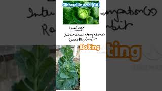 Bolting Gibberellic acid GA neet plants [upl. by Beller]