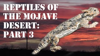 Reptiles of the Mojave Desert Part 3 Herping [upl. by Bergren]