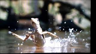 How basilisk lizard walks on water [upl. by Whitehouse]