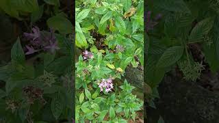 Pentas lanceolata known as Egyptian starcluster flowering plant Family Rubiaceae [upl. by Nnahgiel]