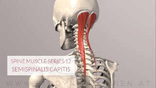 Spine Series 13 Neck Muscles Semispinalis Capitis 3D Animation [upl. by Nywra]