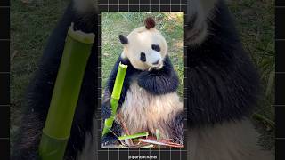 🐼 PANDA NANNY JOB IN INDIA [upl. by Irrek]