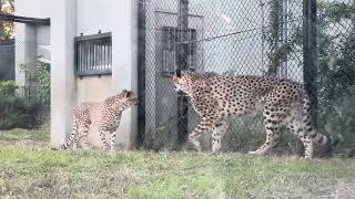 うろうろ チーター兄弟 千葉市動物公園 2023年11月19日 [upl. by Amir]