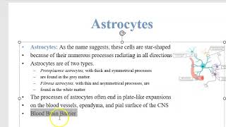 Anatomy 704 NeuroGlial Cells Classify Nervous System Solved Question Paper Astrocyte OligoDendrocyte [upl. by Hiltner]