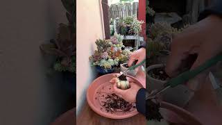 Succulent Tips Repotting Echeveria Agavoides Lipstick 🪴 succulents suculentas repottingdiy [upl. by Anaejer478]