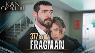 Kan Çiçekleri 377 Bölüm Tanıtımı [upl. by Kiernan]