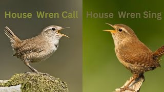 House Wren Call  Wren Sounds and Calls  House Wren Sounds [upl. by Ailey132]