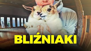 ❤️ KOZA URODZIŁA BLIŹNIAKI ❤️ utracony film z Sylwestra 2023  MOJE MINI ZOO  odc 321 [upl. by Gillman]