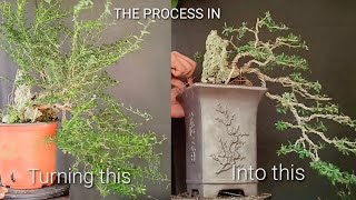 How to make a Full Cascade Bonsai Dai Kengai Bluebell  Episode 17 [upl. by Assed]