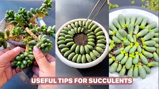 Useful Tips For Succulents  Part 82  多肉植物  다육이들  Suculentas [upl. by Gagliano]