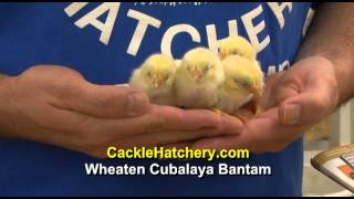 Wheaten Cubalaya Bantam Chicken Breed [upl. by Thgiled322]