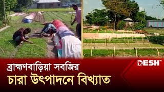 যে গ্রাম বিখ্যাত সবজির চারা উৎপাদনে  Brahmanbaria  Vegetable seedlings  News  Desh TV [upl. by Tana]