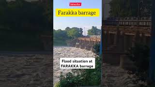 Flood situation at farakkka barrage shorts subscribe flood indian bangladesh share like [upl. by Eirod]