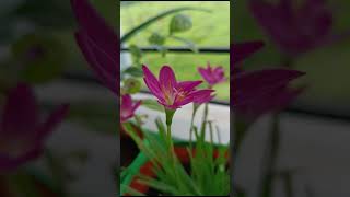 beautiful pink rain lily Zephyranthes Carinata  native to Mexico  Columbia and central America [upl. by Annairoc]