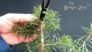 My Young Douglas Fir Plus Gifts The Bonsai Zone Jan 2024 [upl. by Micco]