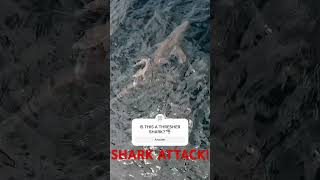 THRESHER SHARK ATTACK shark ocean scary [upl. by Melba143]