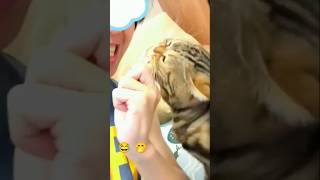 Kedi çok acıkmış 😂🤭 comic funny shortvideo comadyvideo tiktok cat funnyshorts trending [upl. by Nesila]