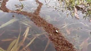 Floating fire ant bridge [upl. by Milah]