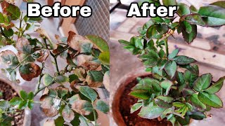 How to solve yellow Leaf Problem on Rose plant how to save rose plant from dying [upl. by Erbas425]