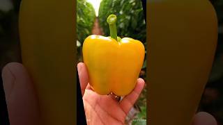 poivron farming garden biougra agriculture ia tomato satisfying vegetables nature [upl. by Gredel]