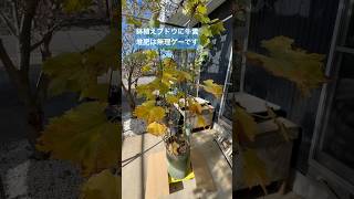 冬の鉢植えブドウ堆肥作業ぶどう栽培 鉢植え shorts [upl. by Gilmour932]