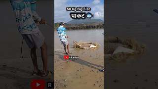 Huge Tigers Pakat 💯 shorts viral trending pakat fishingtechniques [upl. by Violante973]