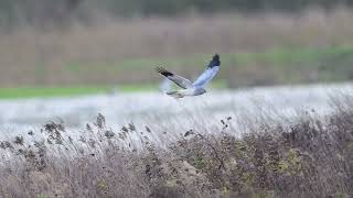 Male Hen Harrier Biesbosch [upl. by Ahseenal]