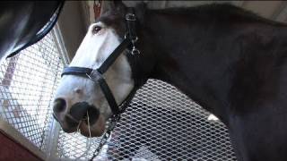 Clydesdales pull their weight at the fair [upl. by Adnelg]