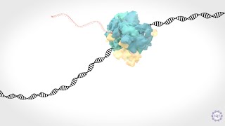 Transcriptional elongation control in developmental gene expression aging and disease [upl. by Shanna232]