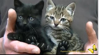 Deux petits chatons sauvés dun destin cruel [upl. by Siradal]